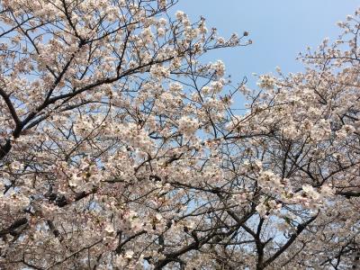 トヨタ産業技術記念館～名古屋城のんびりお花見&#127800;