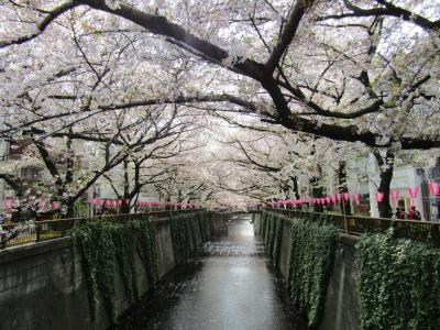 お花見 2019 目黒川