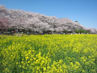 ’１９　埼玉 権現堂の満開の桜と菜の花　～昼編～