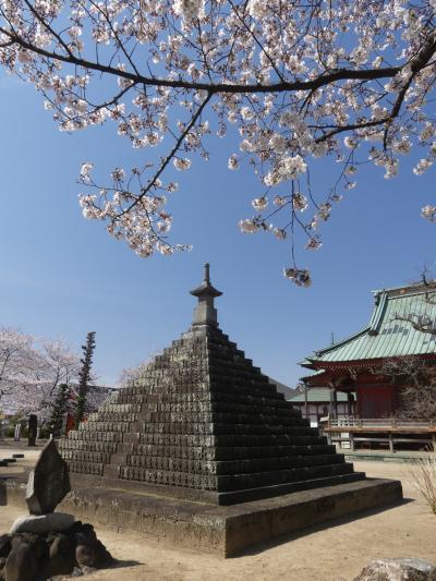 「明王院」のサクラ_2019_ほぼ満開、見頃です。（群馬県・太田市）