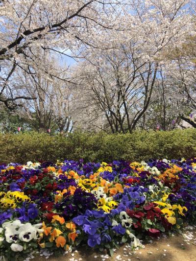 東京さんぽ！六義園と飛鳥山公園と旧古河庭園で桜鑑賞と飲めるチーズケーキ！