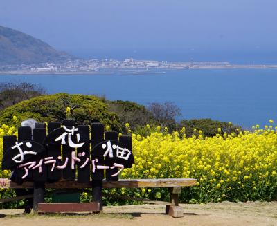 菜の花と桜を見に行く　能古島