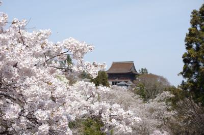 桜の吉野ー金峯山寺・金峯神社・吉野水分神社・如意輪寺・櫻本坊ー