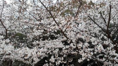 靭公園の桜