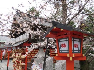 町屋の片泊まりで巡る京都の桜2019 　その５ 安井金毘羅宮・本法寺・祇園さゝ木でランチ