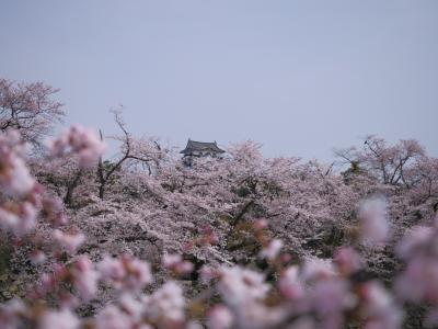 彦根城の桜