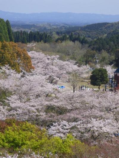 鹿児島県の桜の人気スポットナンバー２の丸岡公園へ行く