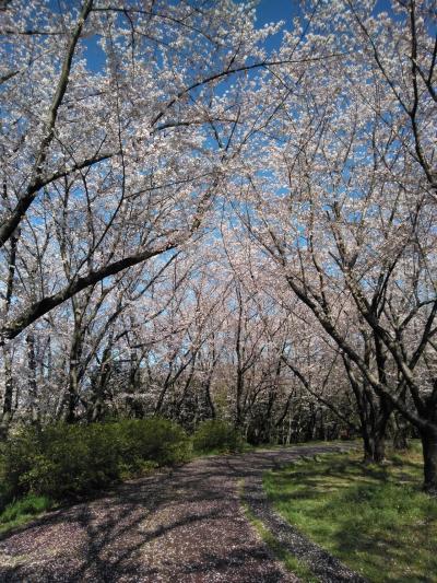 「名古屋」大高緑地の桜の園