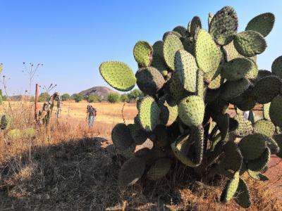 メキシコシティ・テオティワカン遺跡滞在記