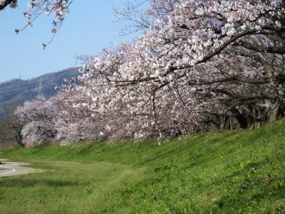 京都の桜巡り　その二！2019年