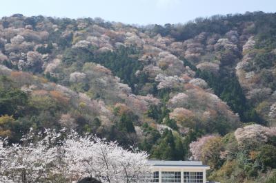 「雅」山桜　神子の山桜２０１９　リベンジ達成！！