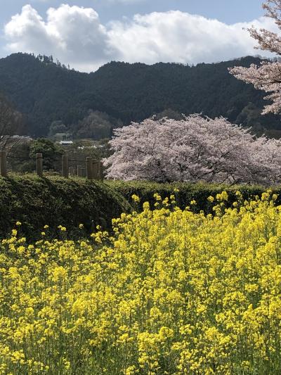 明日香村 満開の桜と悠久の風