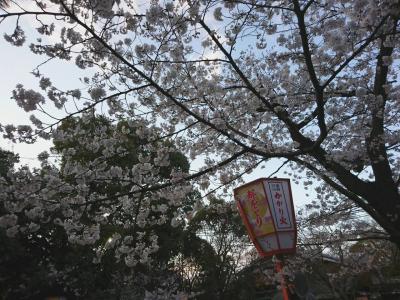 桜の時期、京都へ…  1日目