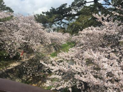 夙川の桜 再び