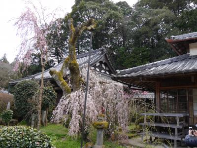 関西お花見旅行