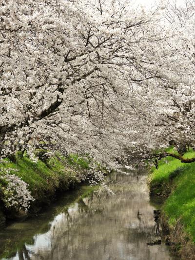 丹波花めぐり　その②　黒井川の桜堤