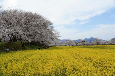 藤原宮跡に咲く菜の花と桜