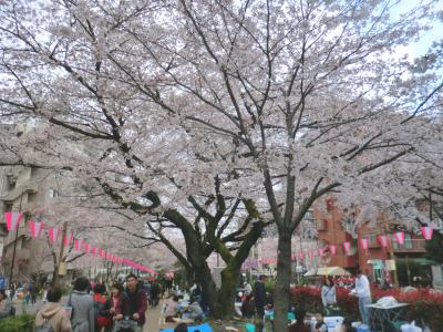 播磨坂の桜並木