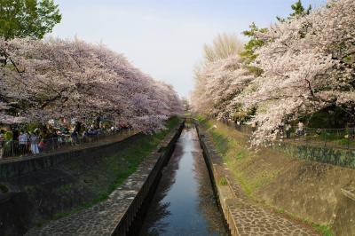 善福寺川の桜並木　お花見散策