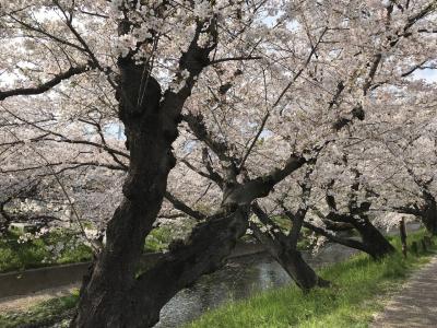 五条川は満開！