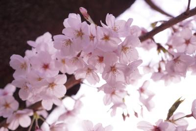 駅からさんぽ～原宿・青山・神宮外苑