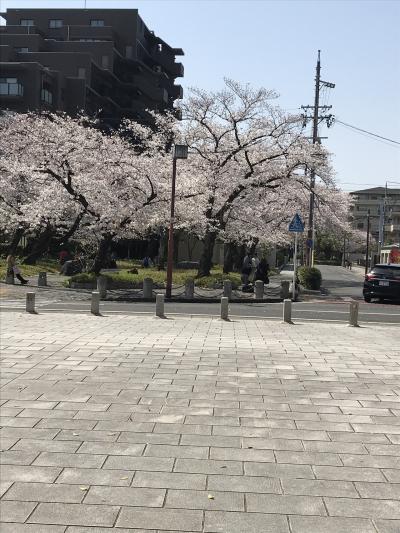 桜満開の徳川園
