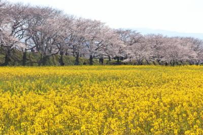 藤原宮跡に咲く桜と菜の花を求めて