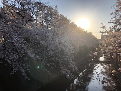 板橋区の桜も綺麗なんです(^_−)−☆