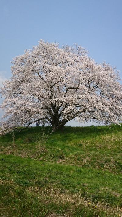 名無しの桜を再訪