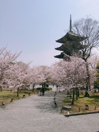 京都４月①～そうだ京都へ行こう！桜を見に！東寺から大好きな上賀茂神社、祇園白川へ