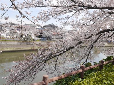 草加松原　綾瀬川の桜☆2019/04/06