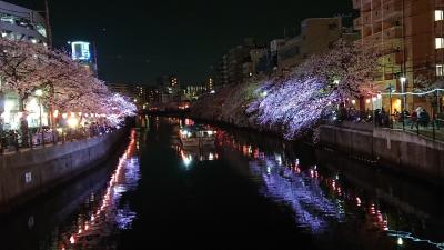 満開時期に横浜「掃部公園～大岡川～汽車道」の夜桜を散策。