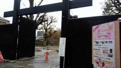 京都の駅近で日帰りお花見、渉成園へ