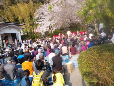 小田原光明寺さくらまつり