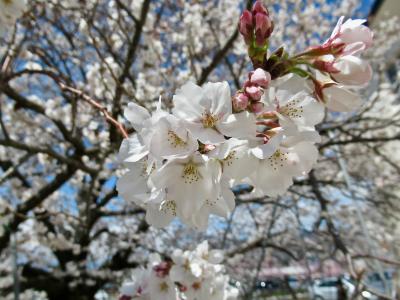 春の笛吹・甲府・塩山へお花見ドライブ。