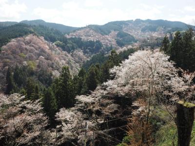 念願の吉野桜　下千本と中千本