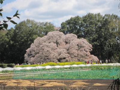 ２０１９年・吉高の大桜と佐倉ふるさと広場