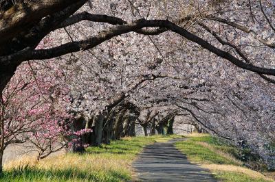 高齢の叔母を連れて・栃木市宮町【宮の桜並木】見物