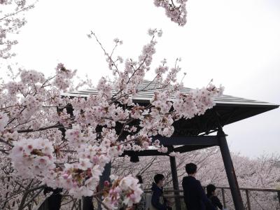 つくば 反町の森公園の桜☆松乃家の鰻重・フルーツピークス☆2019/04/07