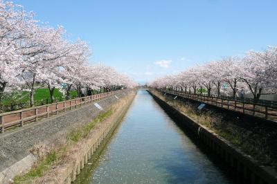 ☆桜ネックレス　2019　満開編　須ヶ谷川　桜堤　＜愛知県＞