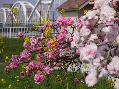 厚木・海老名で平成最後の桜散歩2019