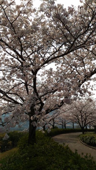 エディオンスタジアムの桜