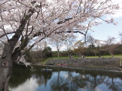 2019.4月 牛久周辺でお花見