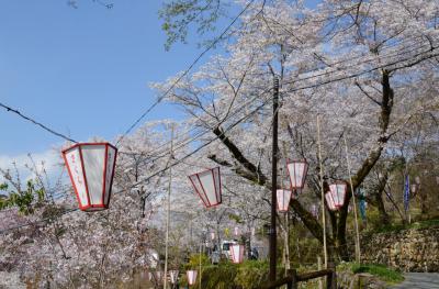 四国「さくら名所１００選の地」を訪ねる・その２＜牧野公園＞