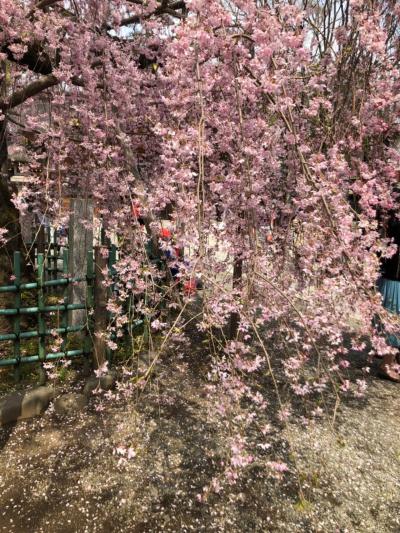 満開のしだれ桜が美しい大国魂神社へお宮参り 東京都府中市