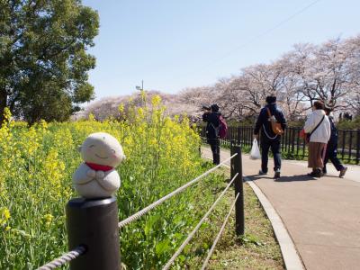 2019年　北関東の桜巡り