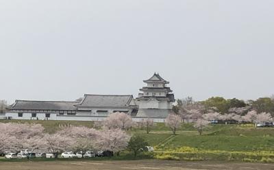 関宿城と清水公園で桜堪能&#127800;千葉県野田市