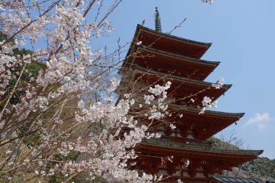 春の長谷寺で桜見物。