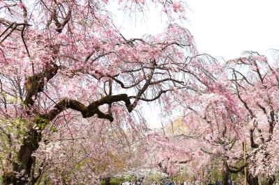 神代植物園で桜を満喫・・・