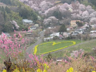 岳温泉再訪、幸手権現堂堤と花見山の桜はド満開！